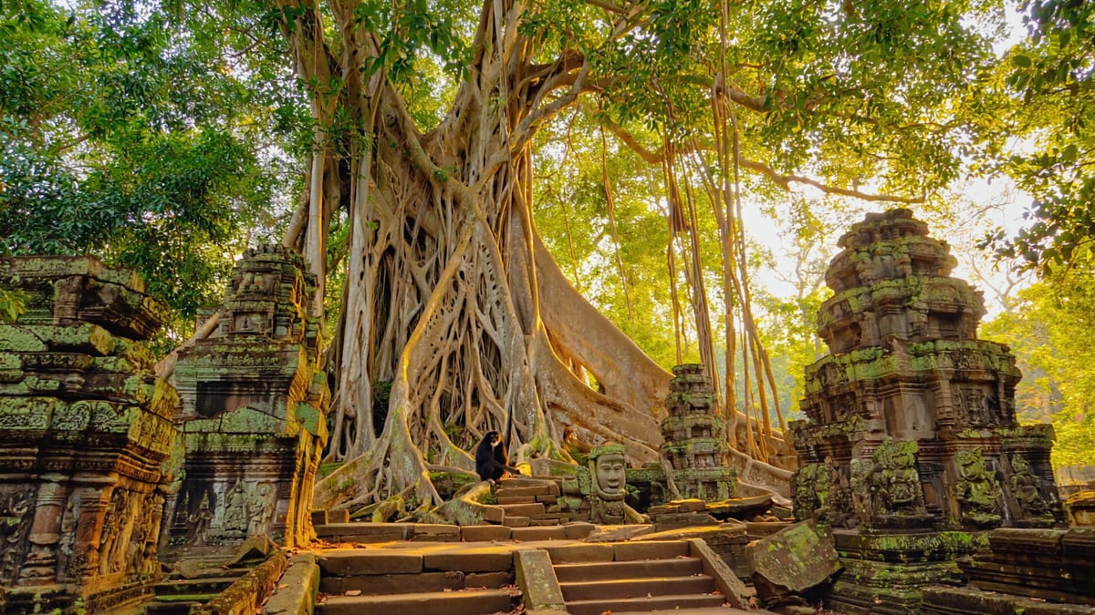 Ubud monkey forest sacred banyan tree