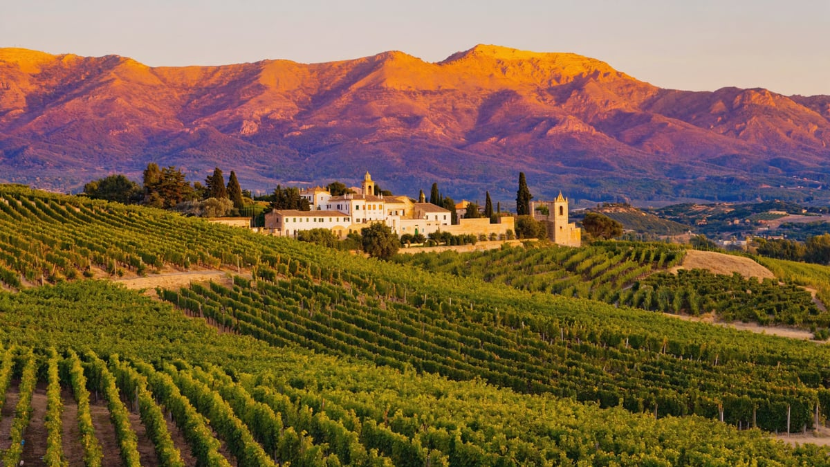 Stellenbosch wine estate vineyard sunset