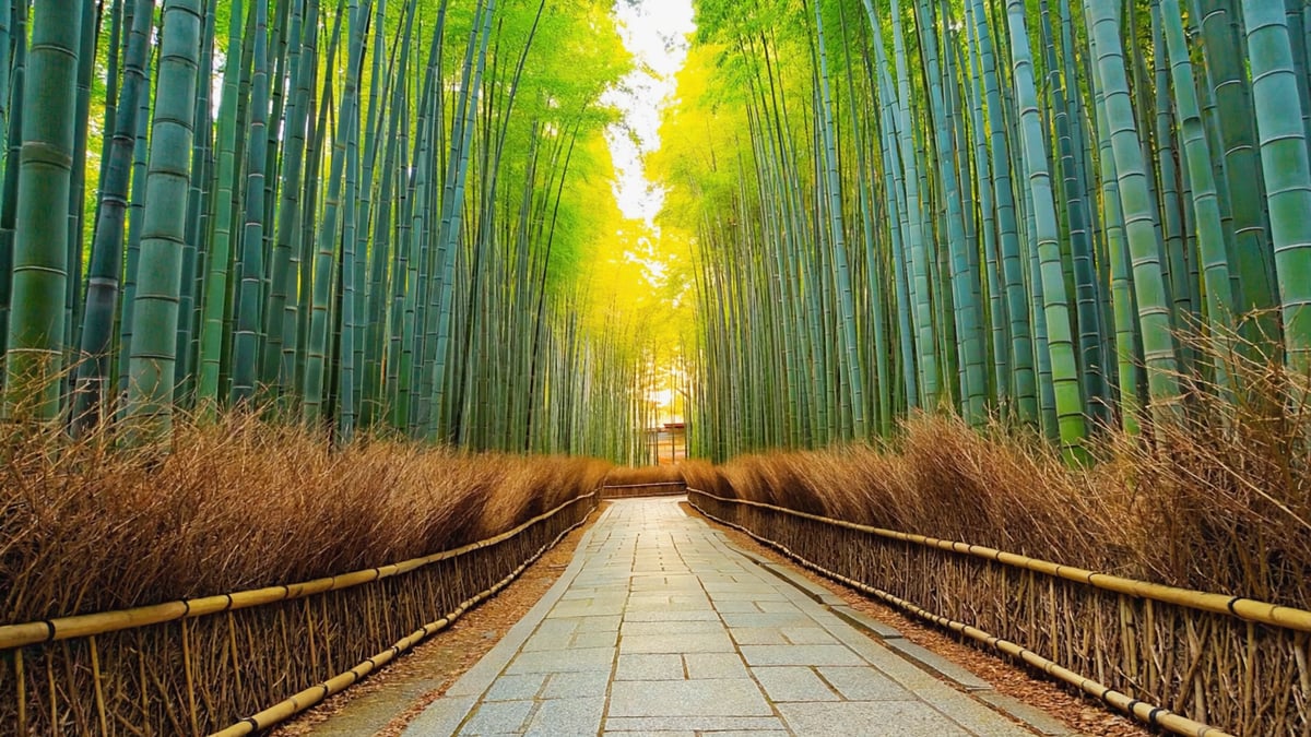 Arashiyama bamboo grove filtered sunlight
