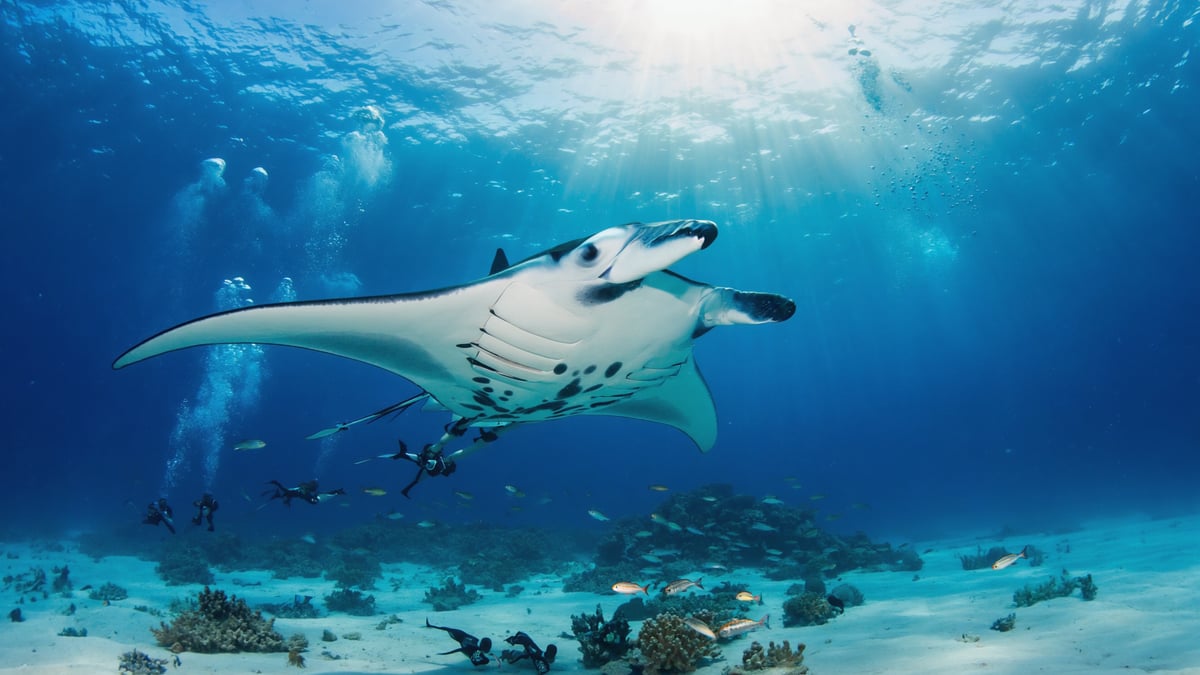 Maldives manta ray swimming underwater