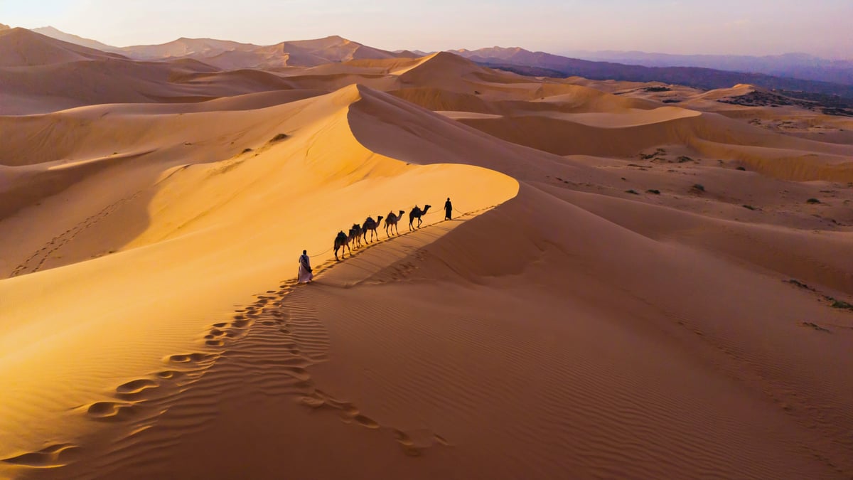 Sahara Desert camel caravan on dunes at sunset