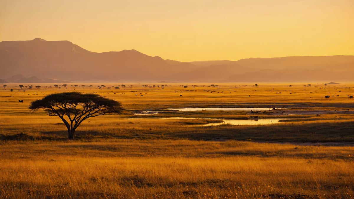 Safari Holiday in Botswana: Okavango Delta, Chobe & What UK Travellers Need to Know