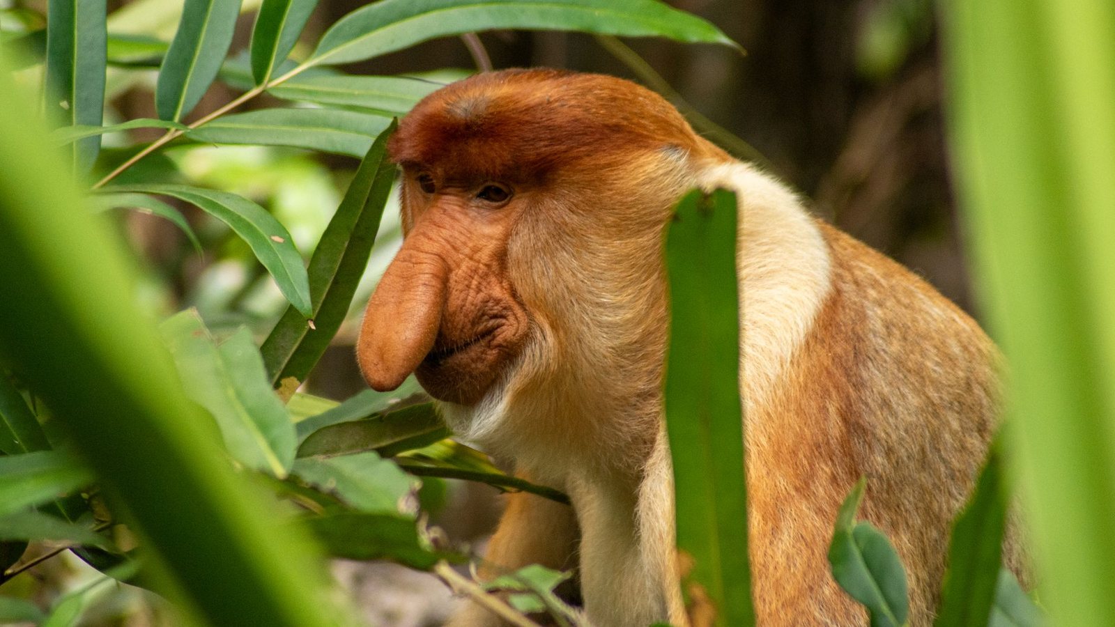 Sepilok to the Kinabatangan River