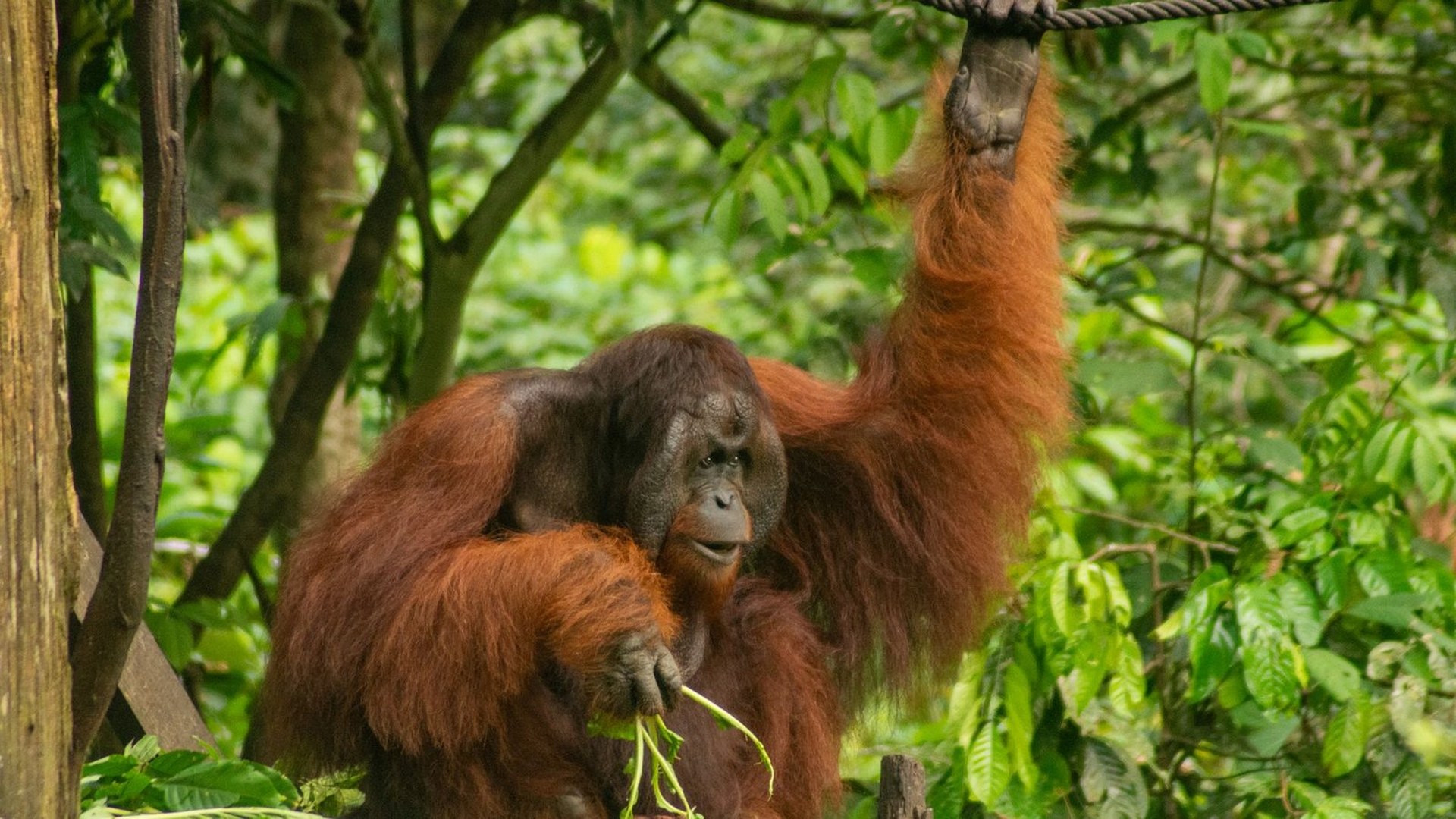 Malaysia Borneo Wilderness
